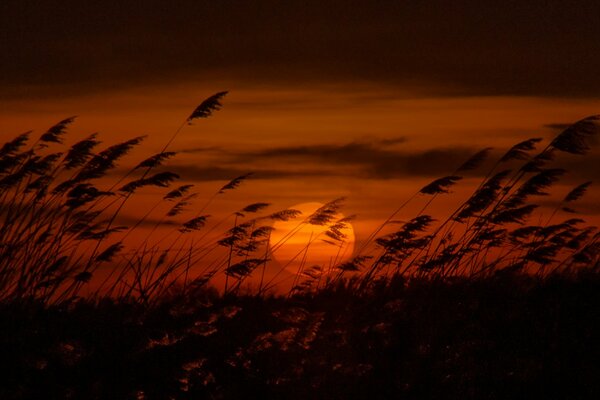 Espeluznante al atardecer, el sol se pone, el ruido de las cañas