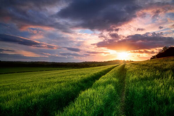 Der Himmel in den Feldern im Frühling im Mai bei Sonnenuntergang