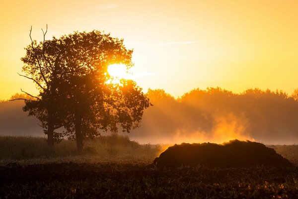 Im Morgengrauen im Feld Baum und Nebel