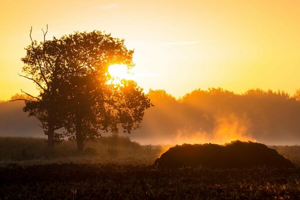 Au lever du soleil dans le champ de l arbre et le brouillard