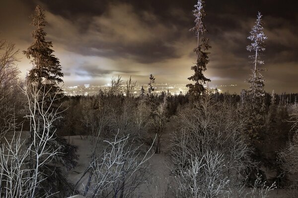 Nuit glaciale et arbres couverts de givre