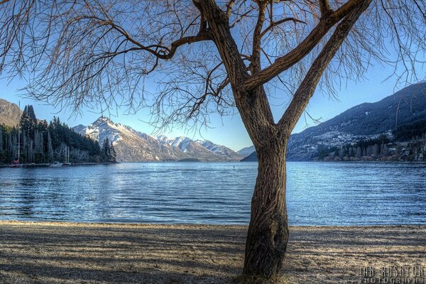 Berglandschaft mit See und Baum