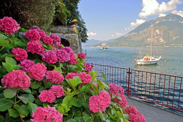 Italian embankment in flowers