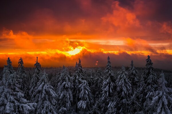 Tramonto invernale nel cielo cremisi della foresta