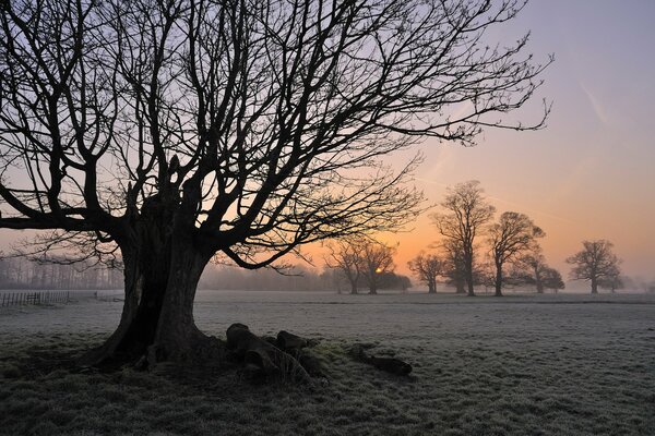 Arbre de plus en plus sur le champ dans le brouillard