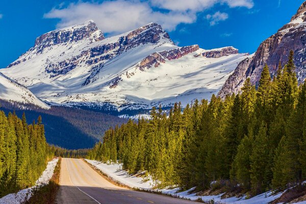 Hermosos árboles en el fondo de las montañas canadienses