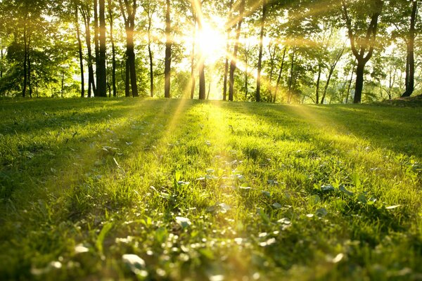 Glare of sunlight on a green field