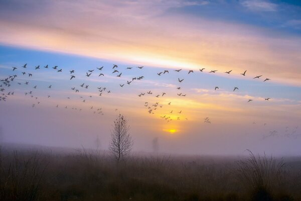 Uccelli migratori contro un cielo autunnale nebbioso