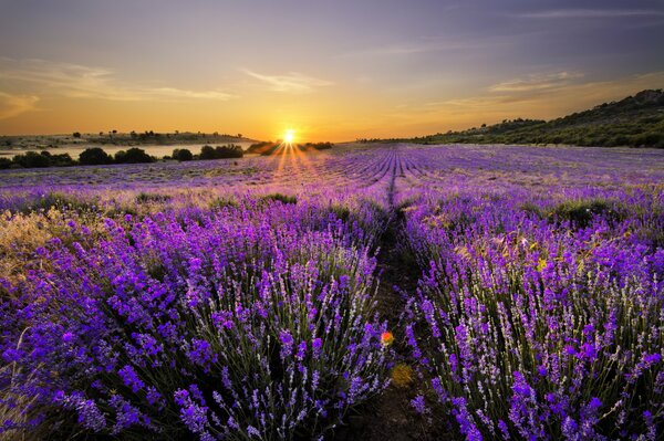 Landscape blooming lavender field