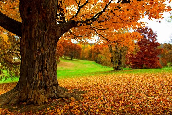 Autumn colorful yellow forest