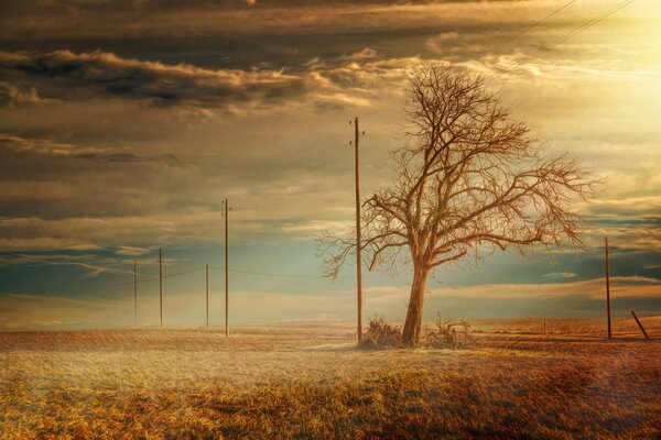 A bare tree by the steppe road