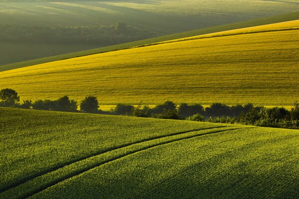 Mattina d estate sullo sfondo di un paesaggio di campo