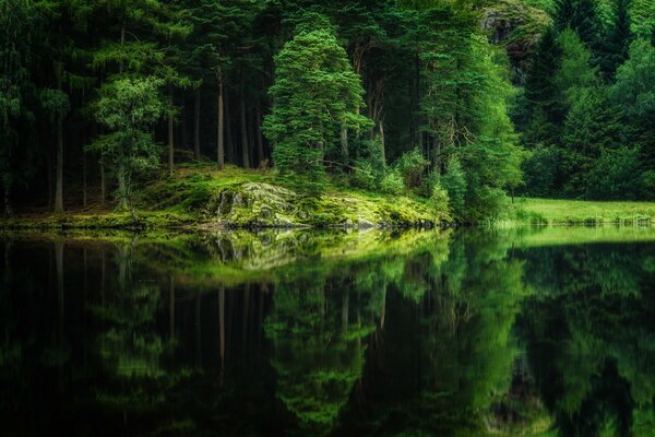 Lago limpio en el bosque verde