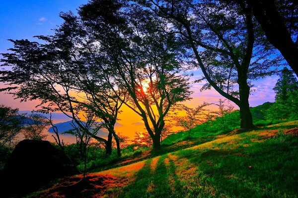 Nature coucher de soleil paysage arbres