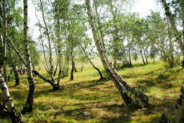 Sommerlandschaft und grüne Birken