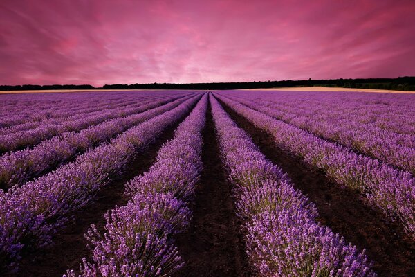 Endless lavender fields at sunset