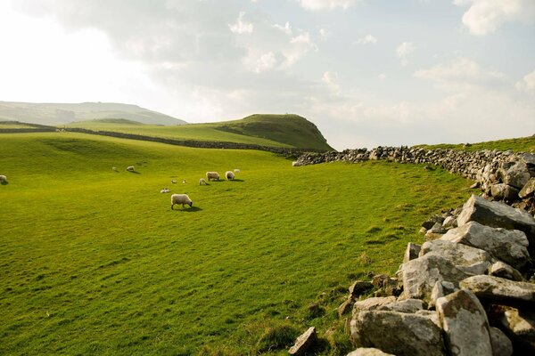 Великолепие Северное Ирландии- овцы, трава, небо и камни