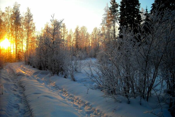 Amanecer en el bosque cubierto de nieve de invierno