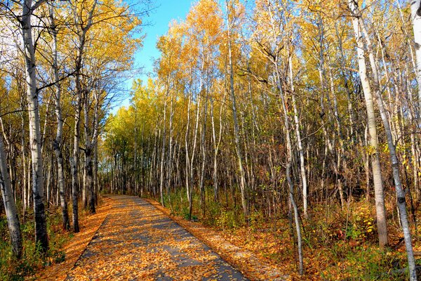 Parque de otoño. Hojas amarillas en abedul