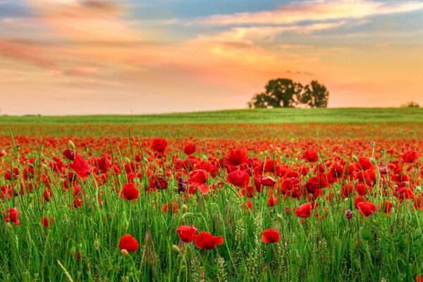 Campo di papaveri e albero solitario in lontananza