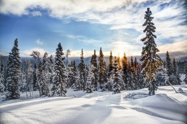 Красивый снежный лес Норвегии