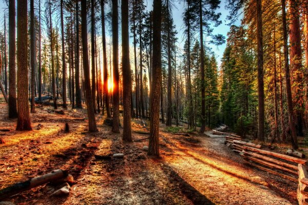 Bunter Wald bei Sonnenaufgang