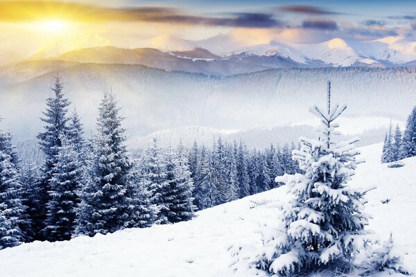 Albero di Natale innevato nei raggi del sole