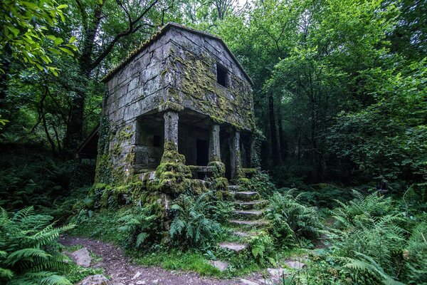 Stary dom z kolumnami w zielonym lesie