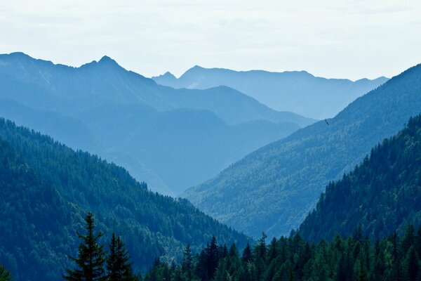 Mountain landscape with trees blue background