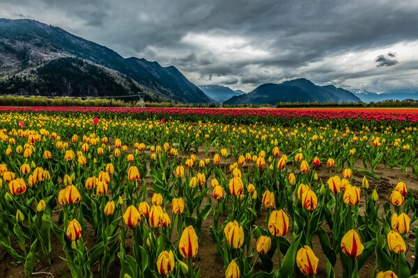 Яркое поле тюльпанов у подножья гор