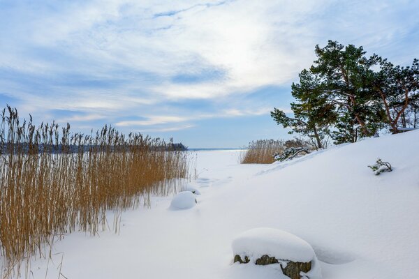 Das mit Schnee bedeckte Schilf am Ufer