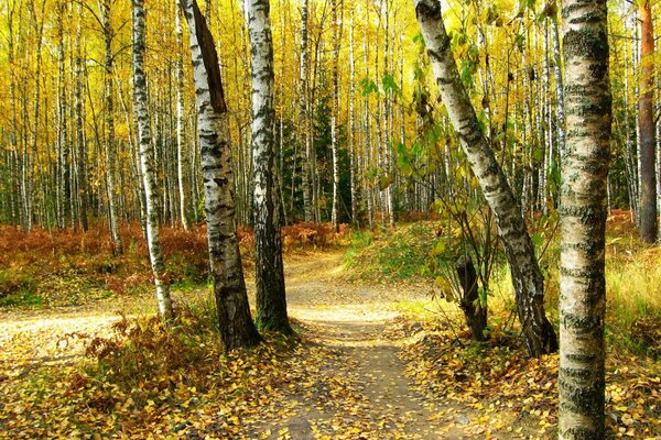 Wanderweg im Birkenhain im Herbst