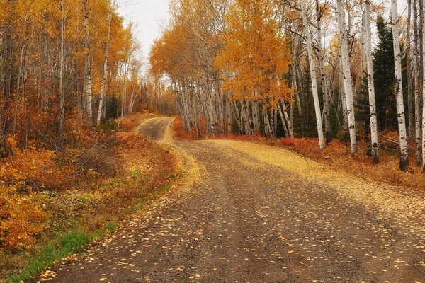 Herbstlandschaft mit langer Straße