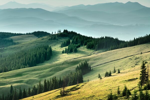 Felder und Wälder der Stolz der ukrainischen Karpaten