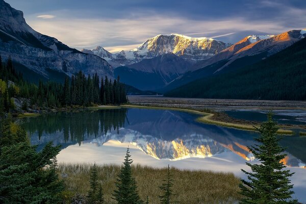 Trees by the lake on the mountainside