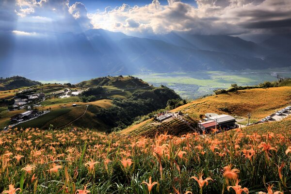 Beautiful yellow flowers grow on the hills and away from home