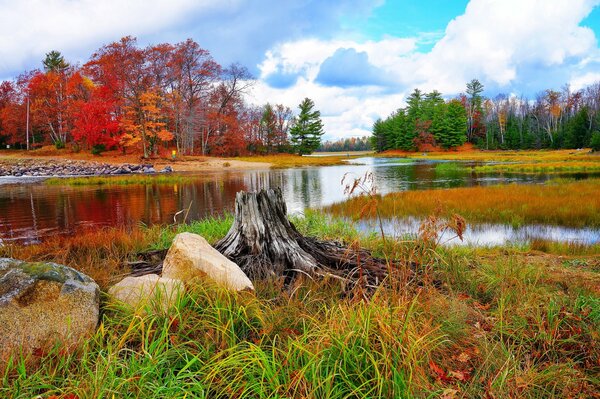 Paisajes de otoño. Árboles junto al río