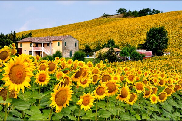 Valle de los girasoles amarillos grandes