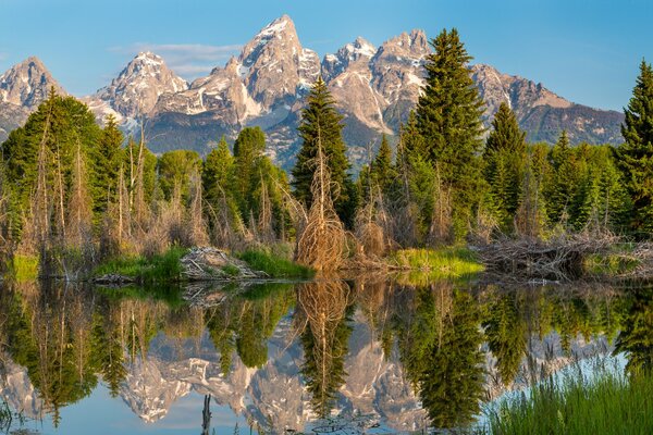 Reflections of trees in a mountain lake