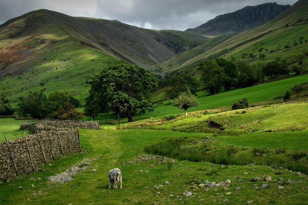 A sheep walking in a green meadow