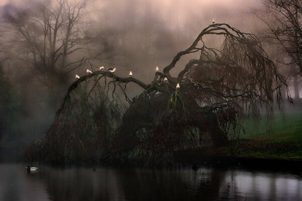 Uccelli su un albero sopra un fiume, nebbia, notte