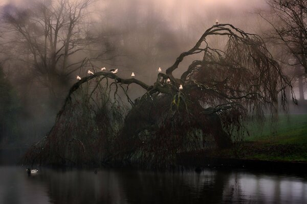 Ptaki na drzewie nad rzeką, mgła, noc