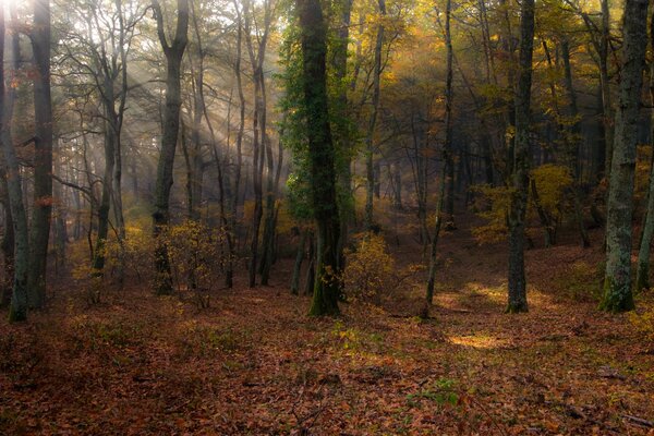 Autumn forest of Italy with the rays of the sun