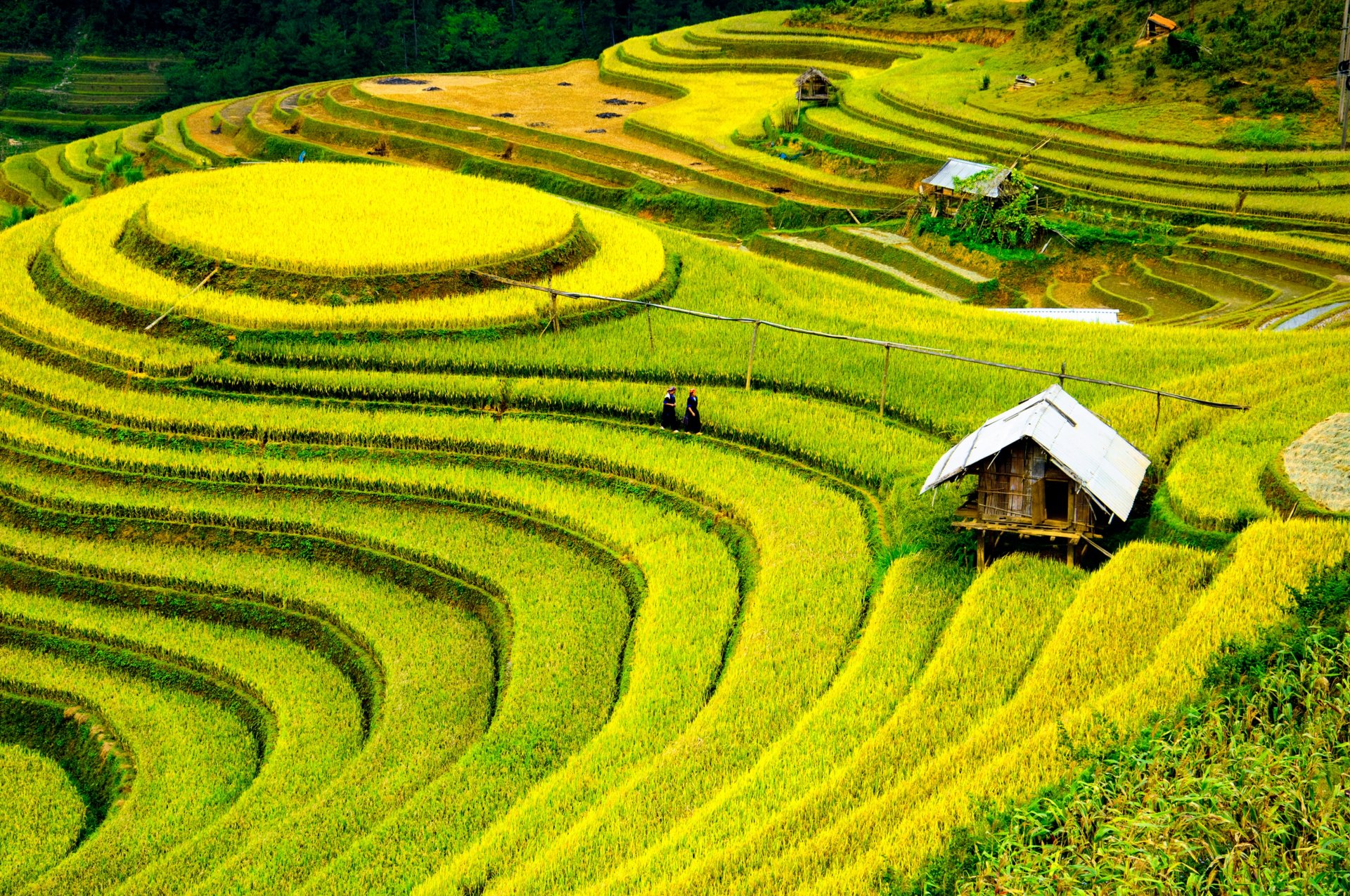 china the field hut people