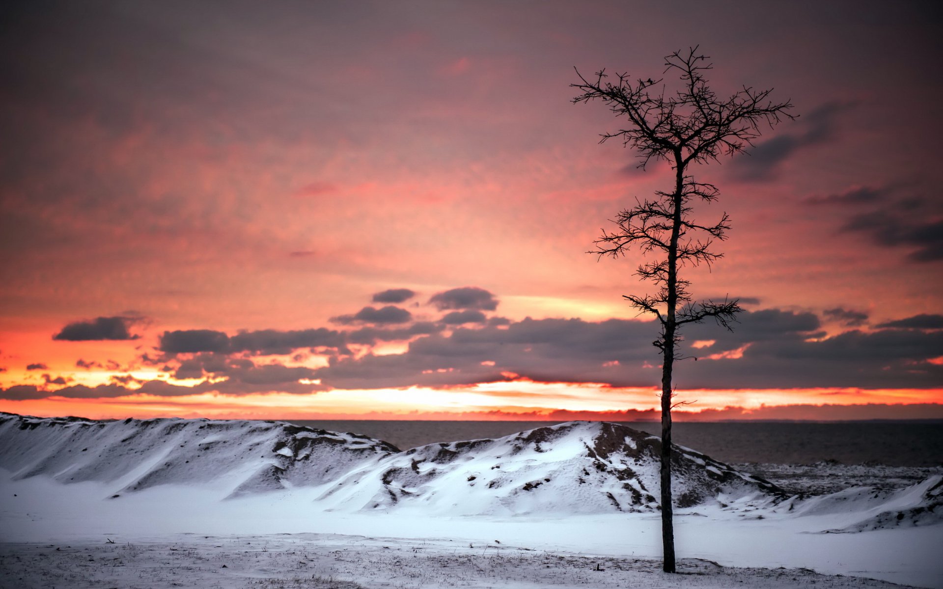 tree sunset sea