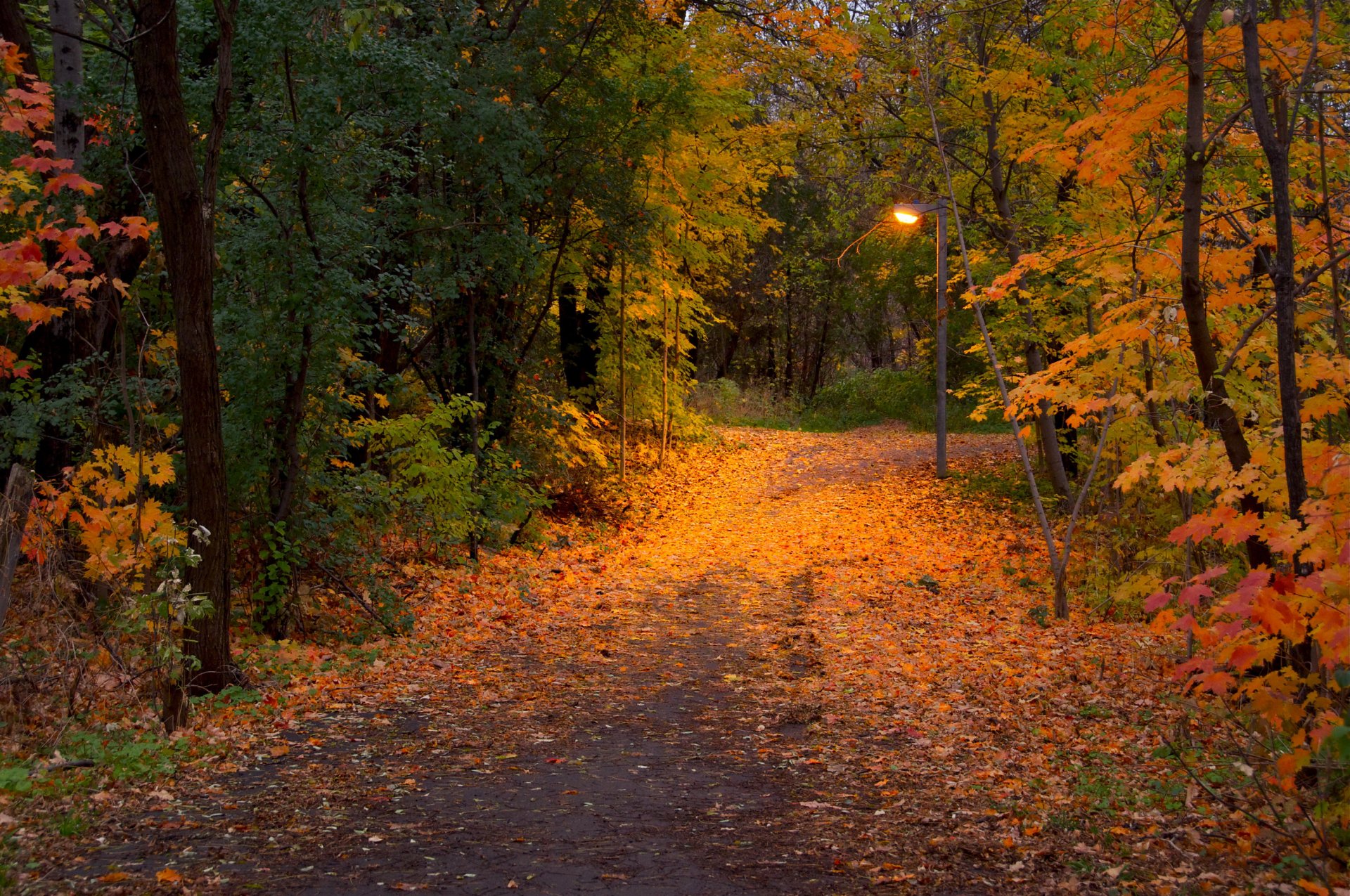 autunno parco sentiero foglie alberi lanterna natura foto