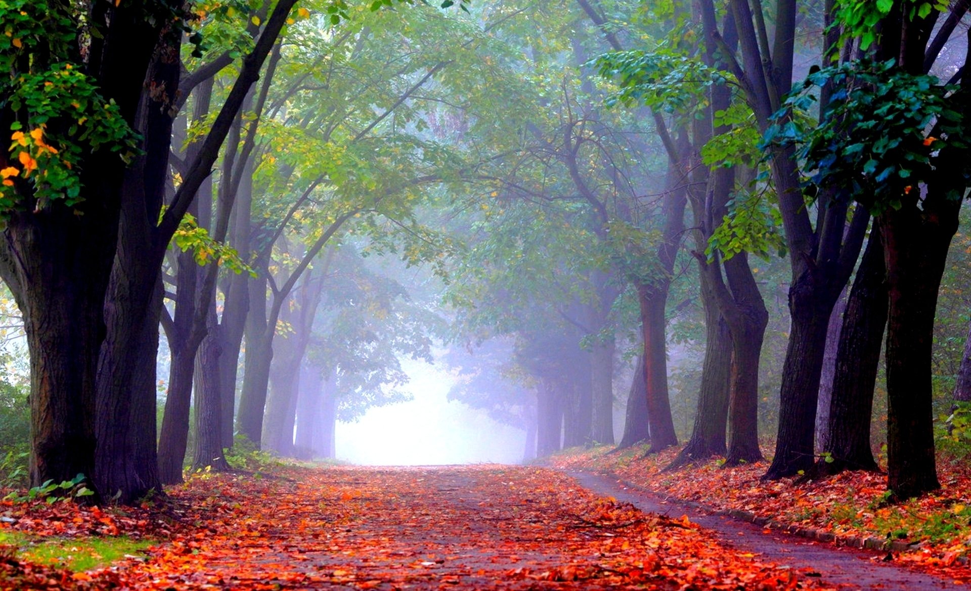 automne allée parc