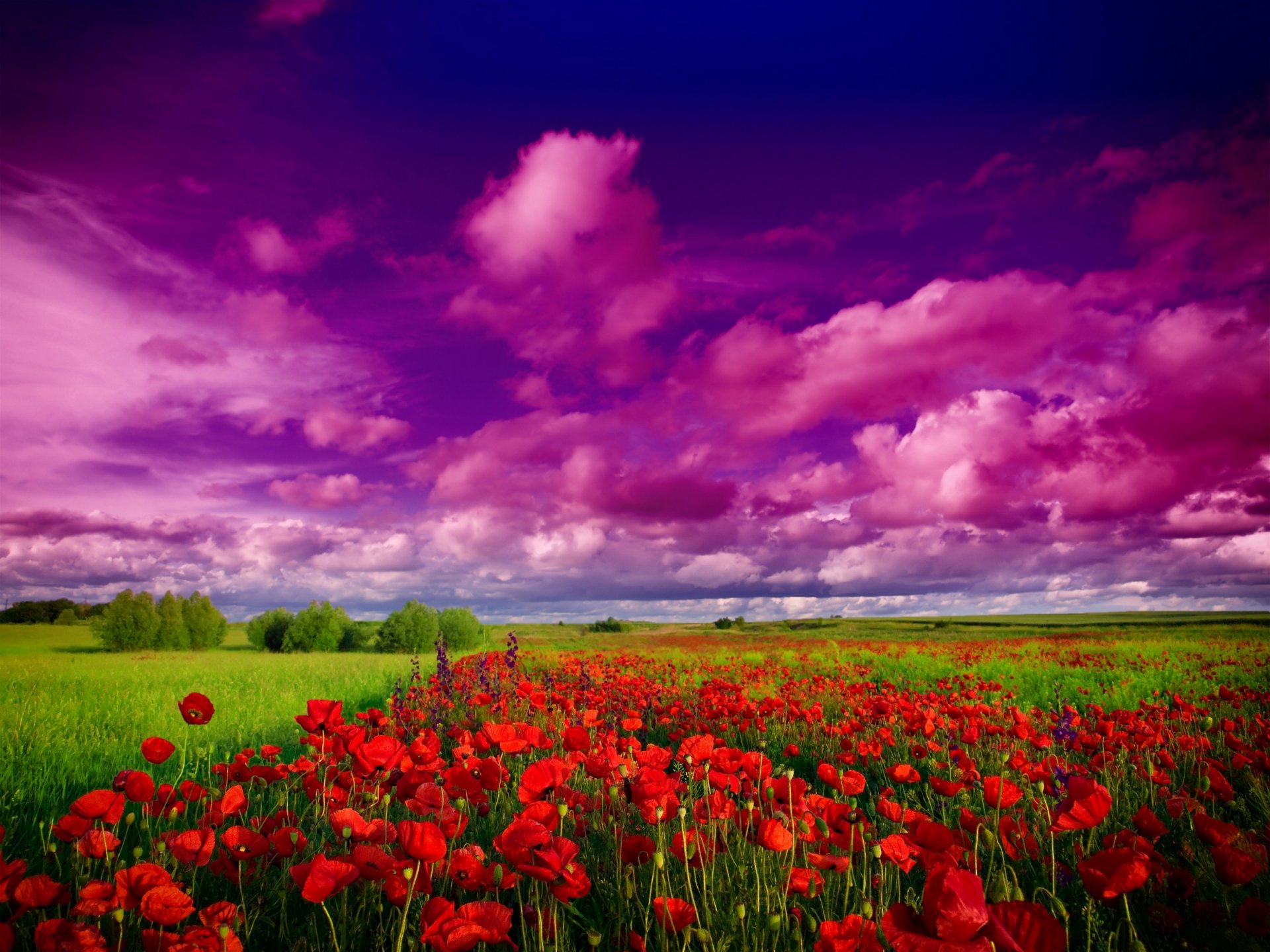 naturaleza cielo nubes campo árboles flores amapolas flores silvestres