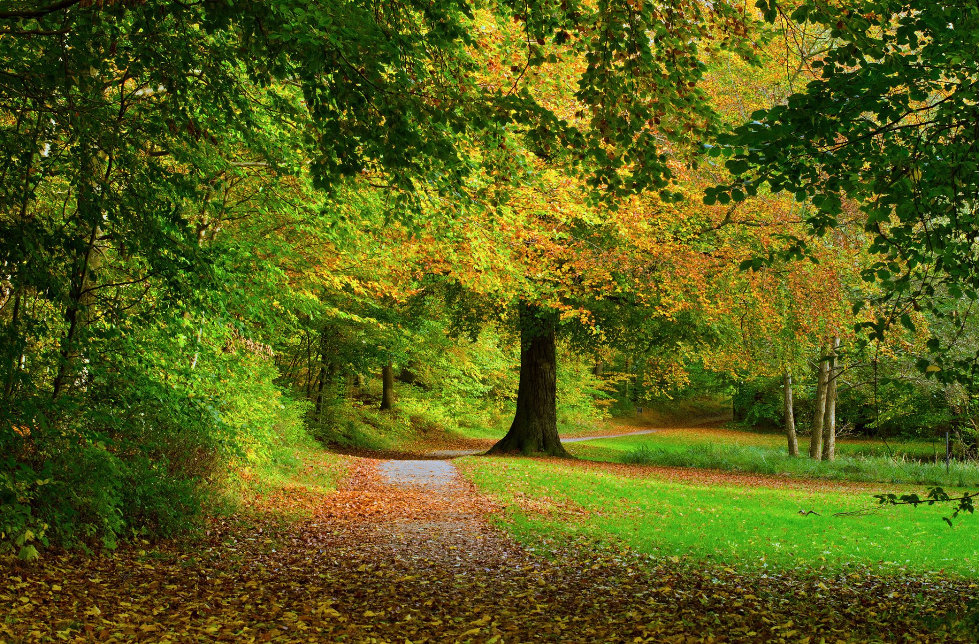 forêt route arbres feuilles automne nature