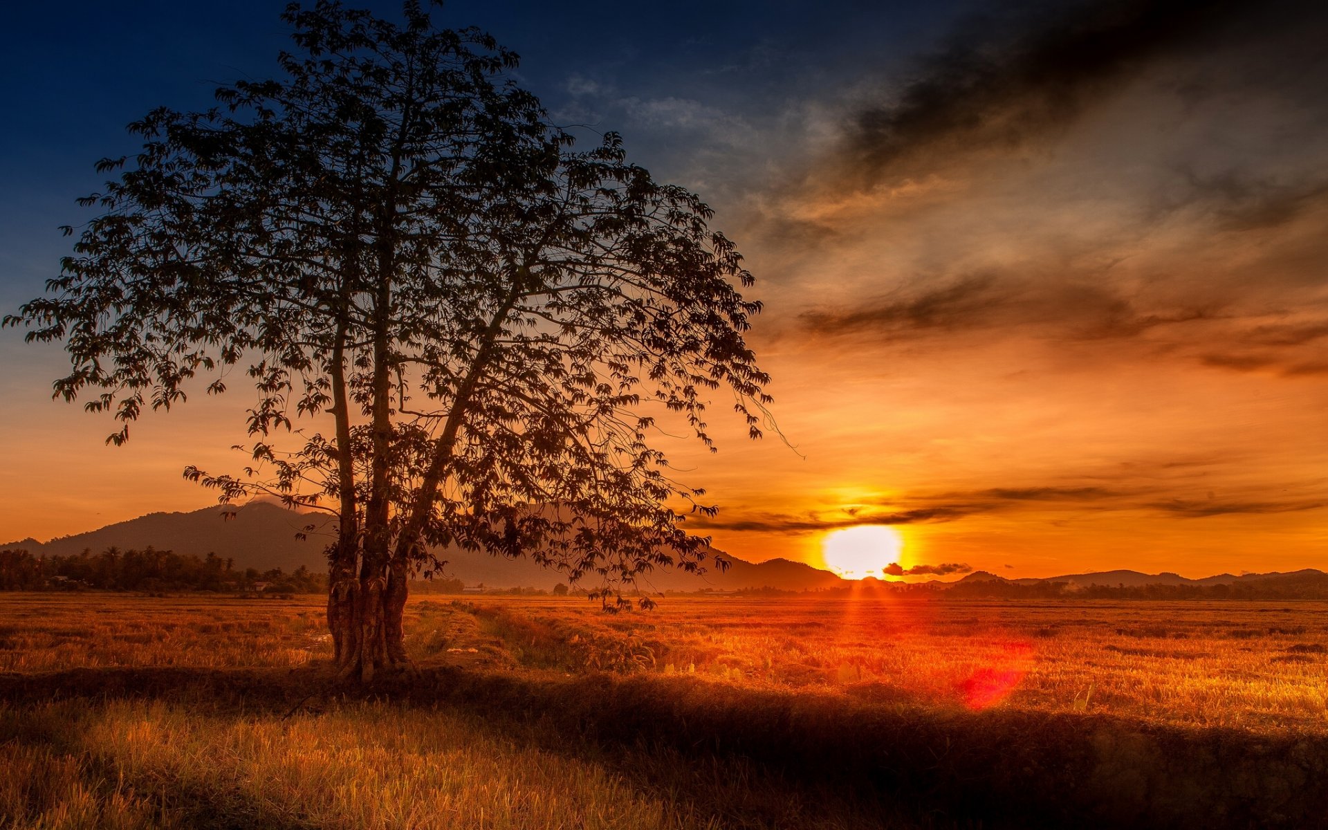 malasia puesta de sol árbol campo